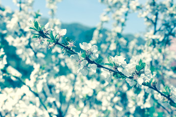 Dreamy image of Spring Cherry blossoms tree.Blooming cherry at the garden. Spring nature background.soft focus filtered background.For easter and spring greeting cards.