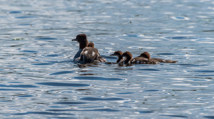 Female Goosander with Babies in a River in Latvia