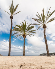 palm tree on the beach