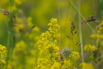 Lady's Bedstraw Flowers in Bloom in Springtime