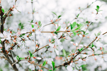 Spring border or background art with white blossom. Selective focus. Blossoming cherry tree flowers. Spring time flowers background. 