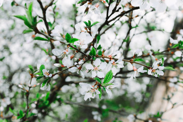 Blooming tree flowers in white spring season of nature beauty.Selective focus  Spring flower landscape.Floral nature background, free space for text.top view, copy space 
