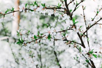 Spring border or background art with white blossom. Selective focus. Blossoming cherry tree flowers. Spring time flowers background. 