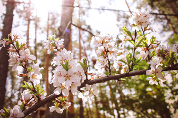 Blooming cherry tree.  Beautiful nature scene with blooming tree with white flowers. Sunny spring day.Vintage flowers.space for text, selective focus 