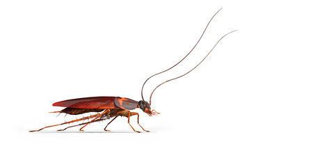 Cockroach crawling to the right 3d render on white background with shadow