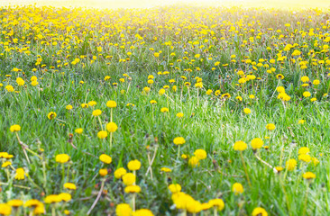 Yellow Flower Heads of Wild-Growing Dandelions or Taraxacum and Green Grass on a Sunny Day.