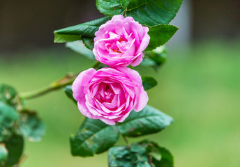 Pink Roses in a Garden in Springtime