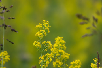 Lady's Bedstraw Flowers in Bloom in Springtime