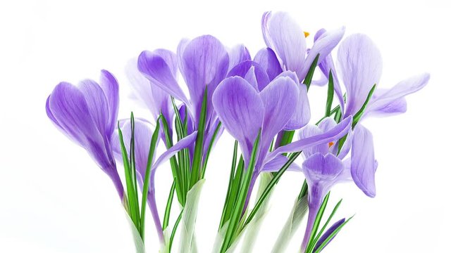 Timelapse of blue crocus flowers blooming and fading on white background