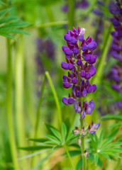 Purple Wildflowers in a Field in Springtime