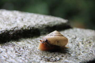 カタツムリ(広島県)
