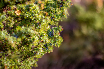 Scottish Juniper