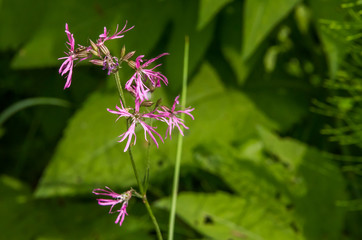 Tiny Pink Wildflowers in a Forest