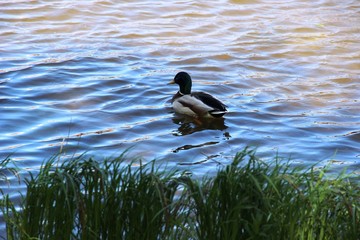 duck floating on the river, the shore overgrown with grass, selective focus. Drake on the river, hunter hiding in the grass on a Sunny day