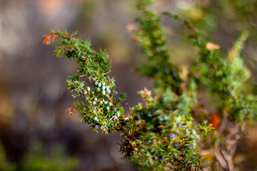 Scottish Juniper