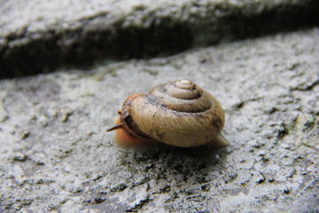 カタツムリ(広島県)