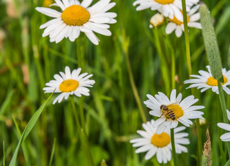 Obraz na płótnie Canvas Wild Daisies Growing in a Meadow in Rural Latvia in Summer with a Bee