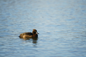 Tufted Duck (Aythya fuligula)