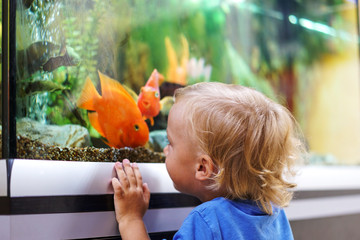 Cute boy looking on colorful aquarium fishes in fish tank, carassius auratus