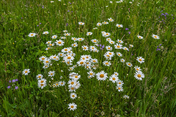 Wild Daisies Growing in a Meadow in Rural Latvia in Summer