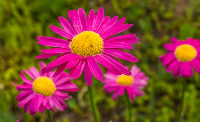 Obraz premium Pink and Yellow Daisies in a Garden