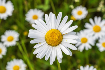 Fototapeta premium Wild Daisies Growing in a Meadow in Rural Latvia in Summer