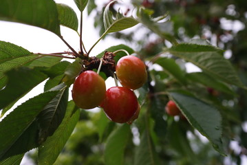 The fruits of the cherries are covered with droplets 