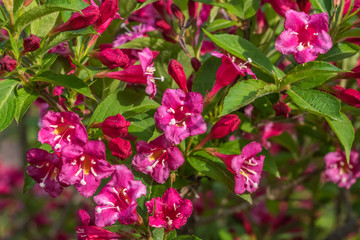 Bright Pink and Red Flowers on a Bush in Summer