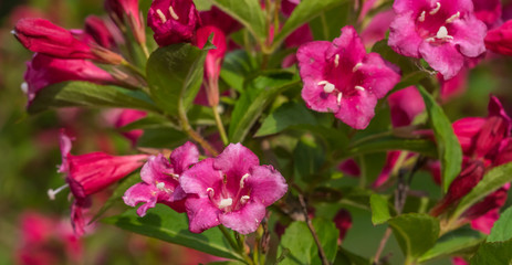 Bright Pink and Red Flowers on a Bush in Summer
