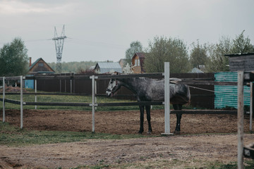 the horse in the paddock 