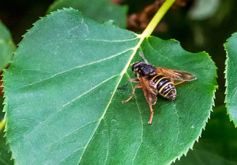 Closeup of a Bee on a Leaf