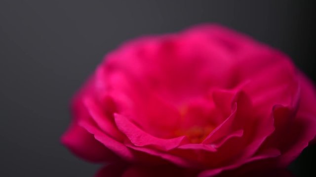 Beautiful red rose flower open on black background. Blooming dark purple rose flowers opening closeup. Blossom closeup. Timelapse 4K UHD video footage. 3840X2160
