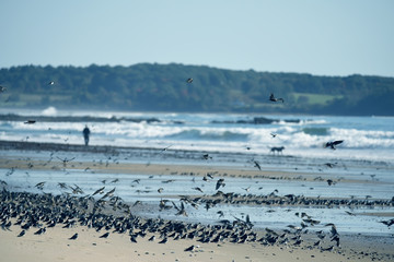 Fototapeta premium A huge flock of birds of swallows over the coast of the Atlantic Ocean. USA. Maine.