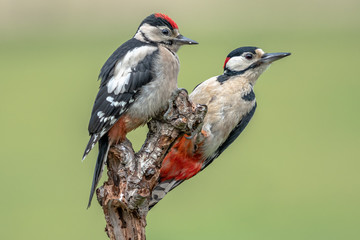 great spotted woodpeckers on branch