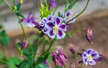 Fototapeta premium Purple and White Flowers in a Garden in Summer