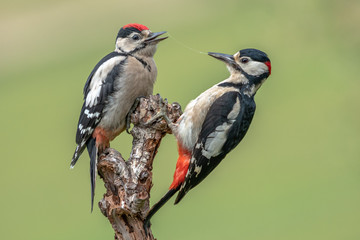 great spotted woodpeckers on a branch