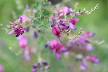 Japanese bush clover (Lespedeza) is a flower blooming summer to autumn.