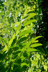 green leaves of tree in spring