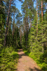 Fototapeta premium Forest Hiking Trail in a National Park in Latvia