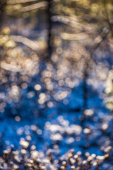grass and foliage texture in country nature garden