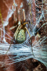 spider in spider web