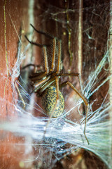 spider in spider web