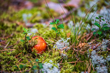 vegetables and mushrooms harvest on the ground in country house garden