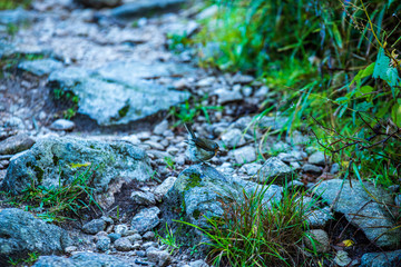rocks in green forest