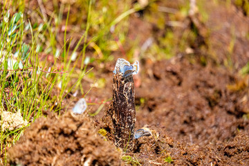 Obraz premium bright colorful butterfly in summer