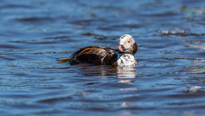 Long Tailed Duck on a River in Latvia