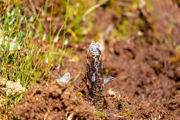 Obraz premium bright colorful butterfly in summer