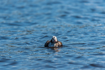 Fototapeta premium Long Tailed Duck on a River in Latvia