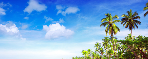 Coconut palm trees on blue sky with white clouds.