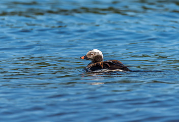 Long Tailed Duck on a River in Latvia